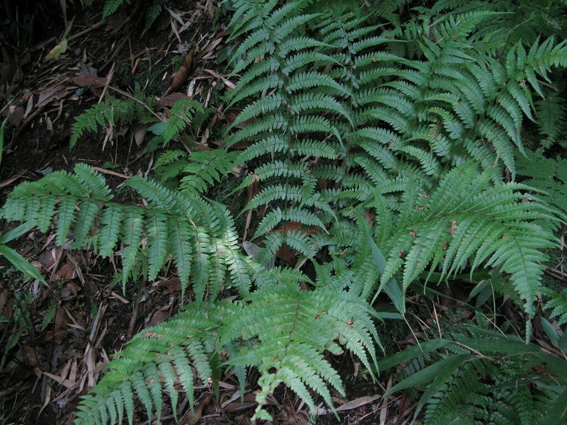 Athyrium epirachis photo 5
