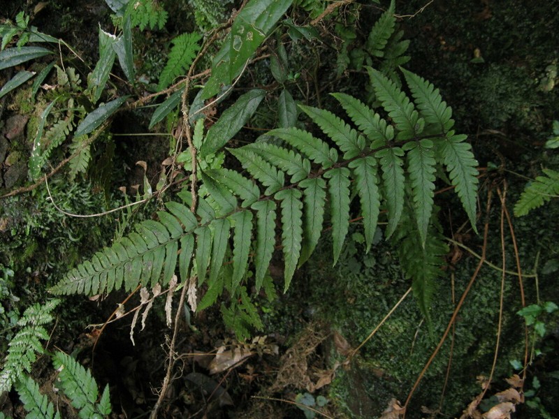 Athyrium epirachis photo 6