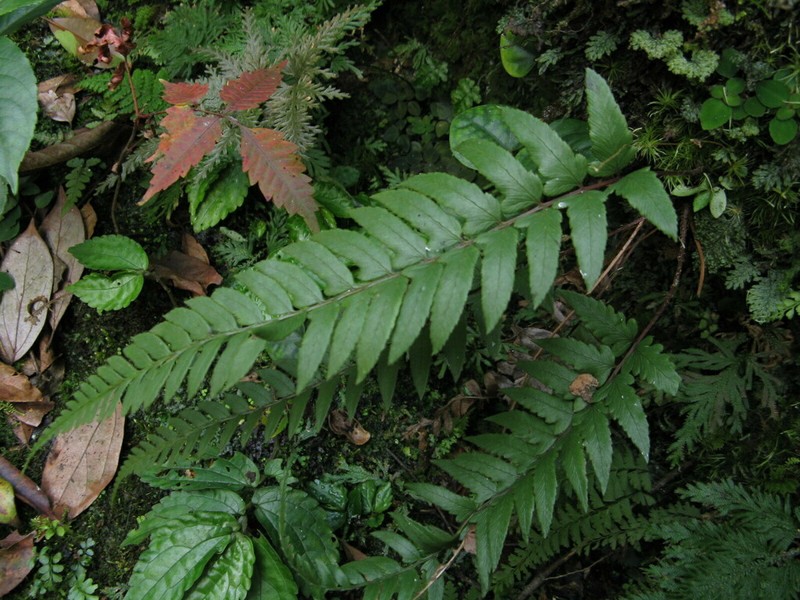 Athyrium epirachis photo 7