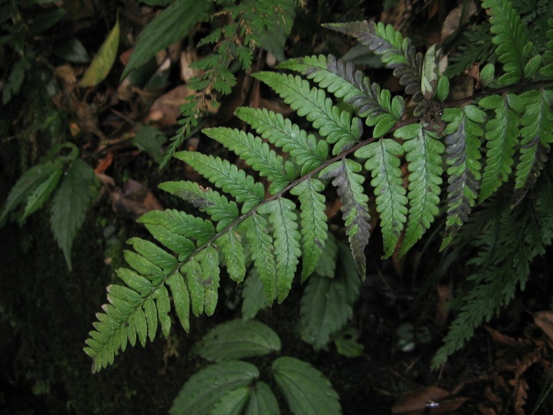 Athyrium epirachis photo 8