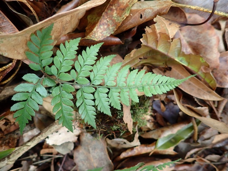 Athyrium erythropodum photo 2