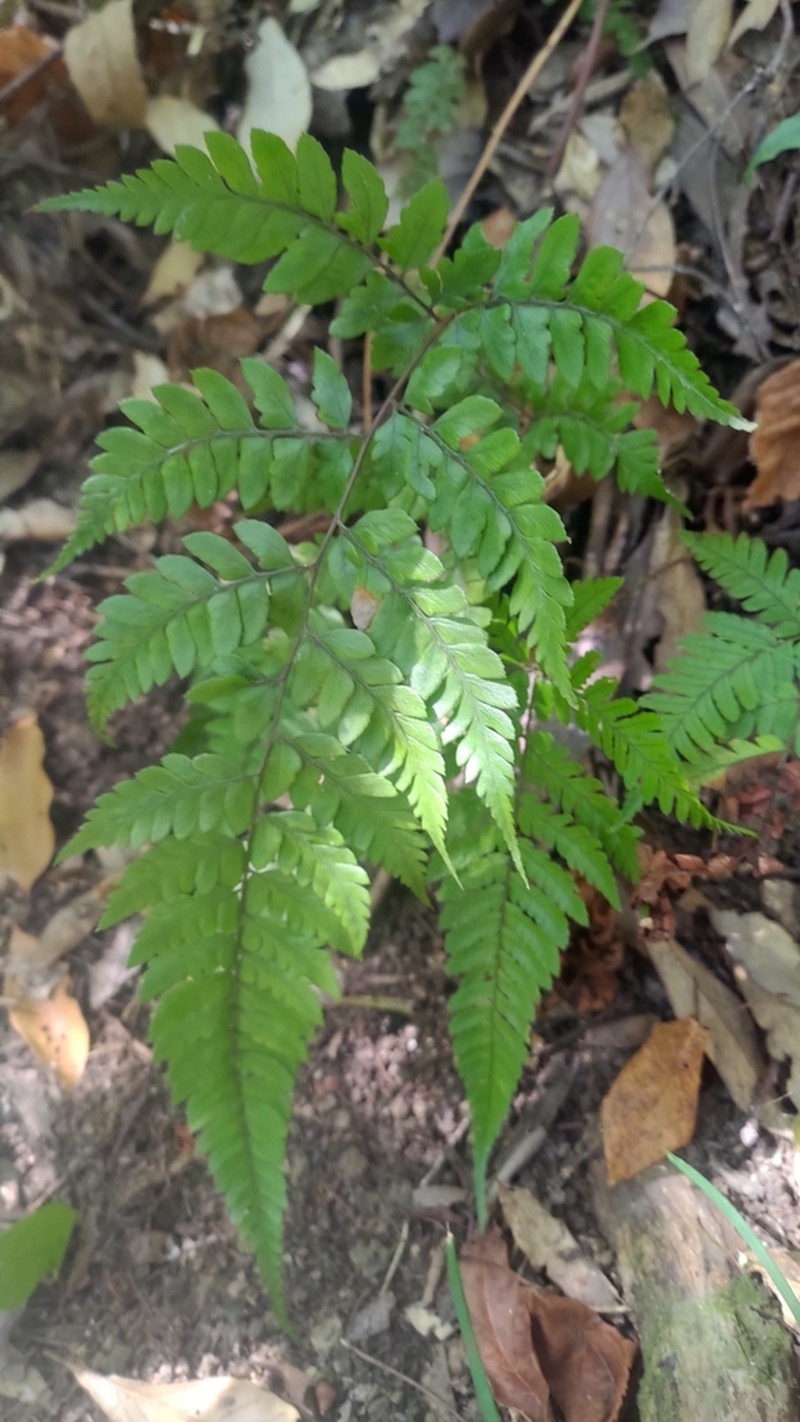 Athyrium erythropodum photo 3