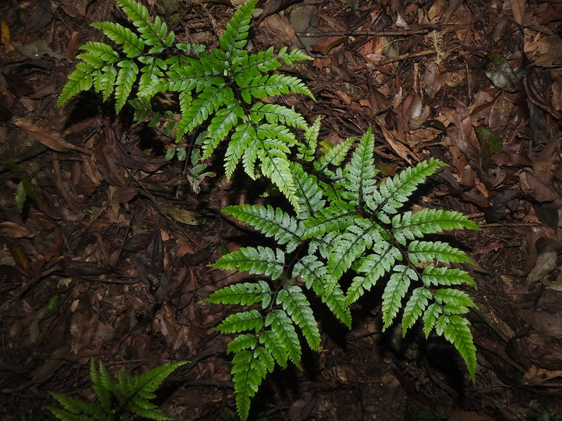 Athyrium erythropodum photo 4