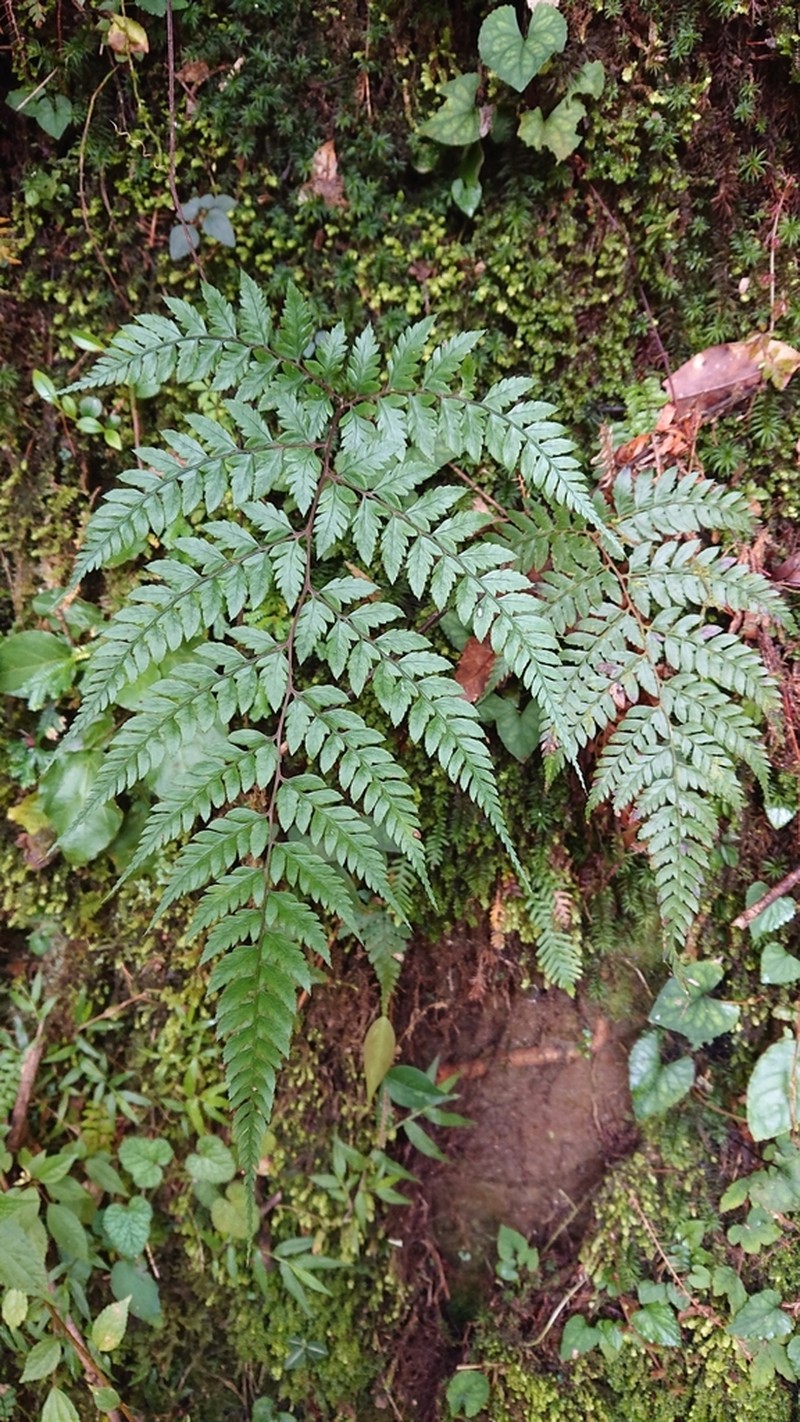 Athyrium erythropodum photo 5