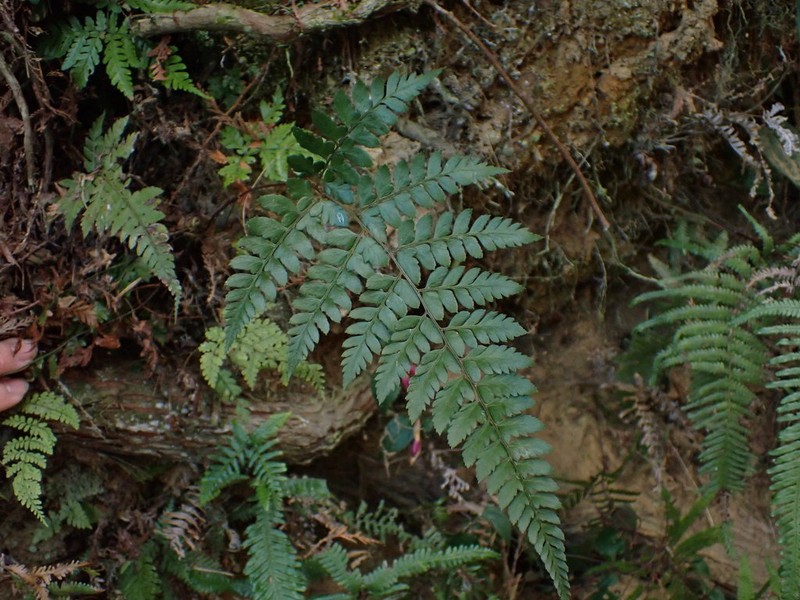 Athyrium erythropodum photo 6