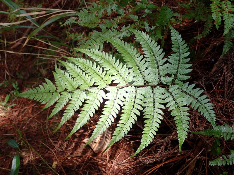 Athyrium erythropodum photo 7