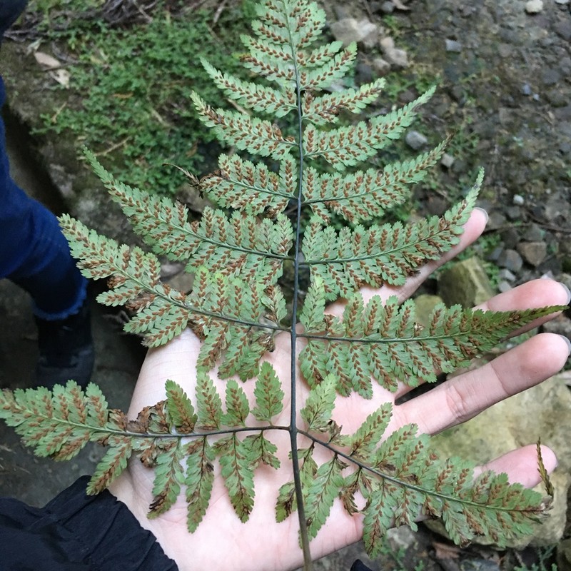 Athyrium erythropodum photo 8