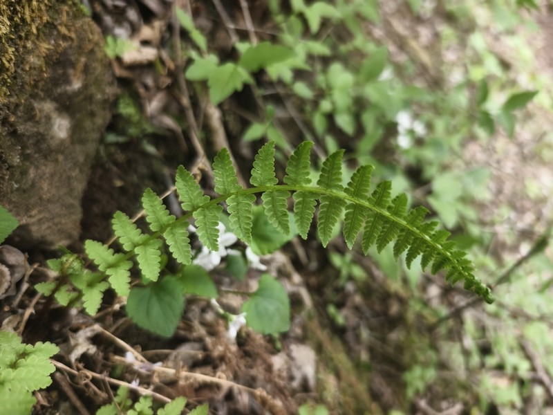 Athyrium fallaciosum