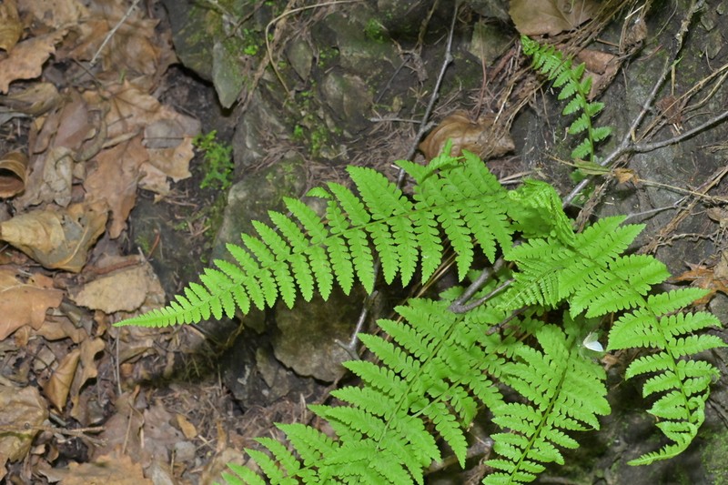 Athyrium fallaciosum photo 2