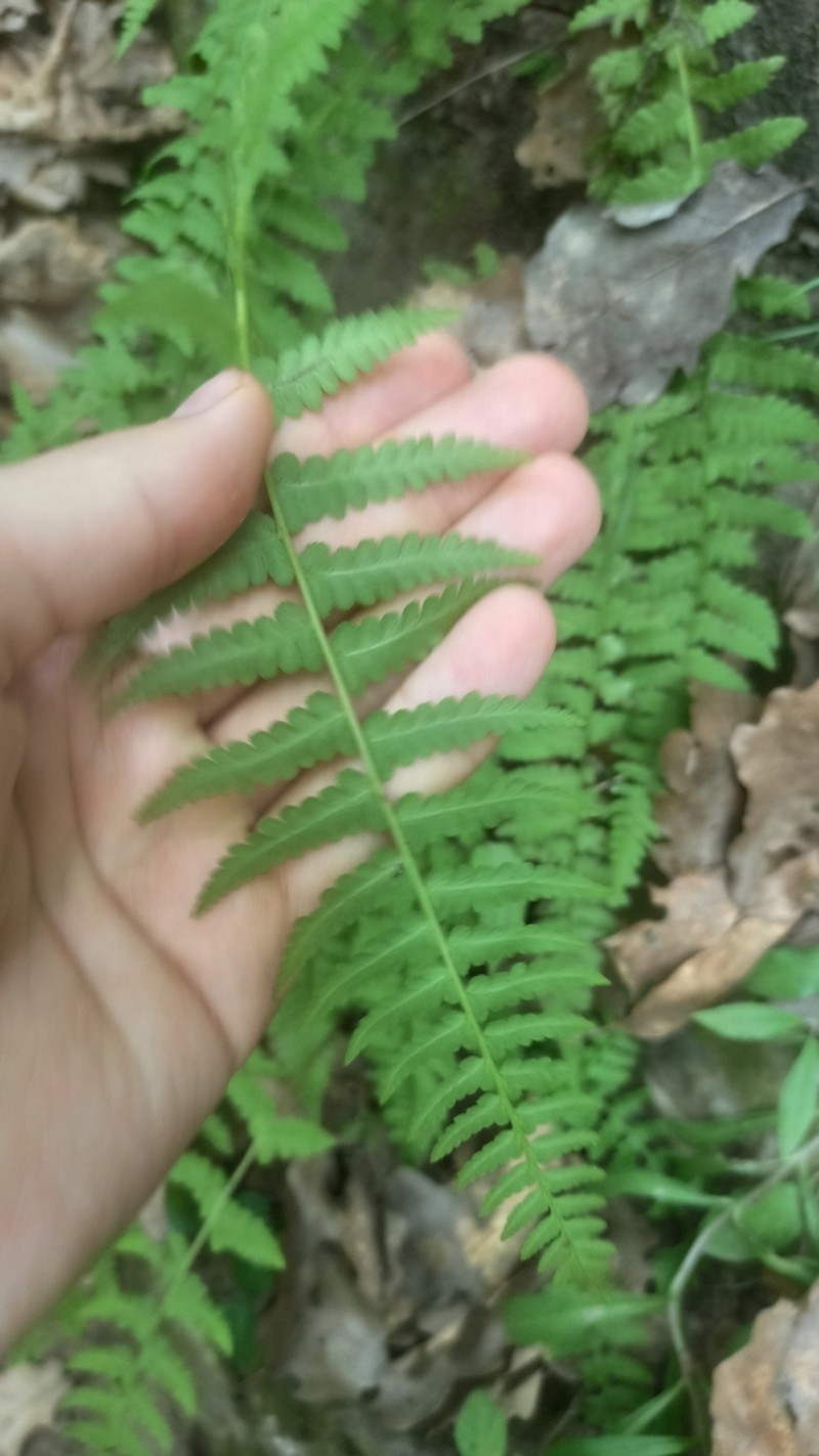 Athyrium fallaciosum photo 3