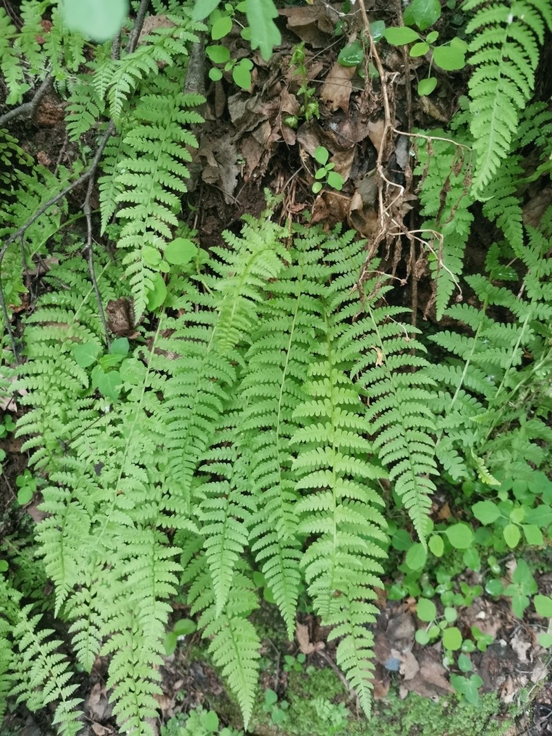 Athyrium fallaciosum photo 4