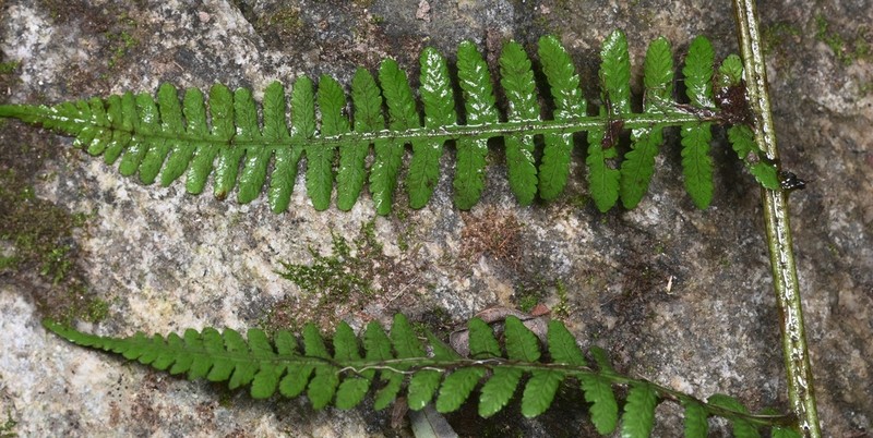 Athyrium fallaciosum photo 5