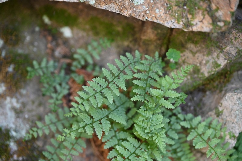 Athyrium fallaciosum photo 6