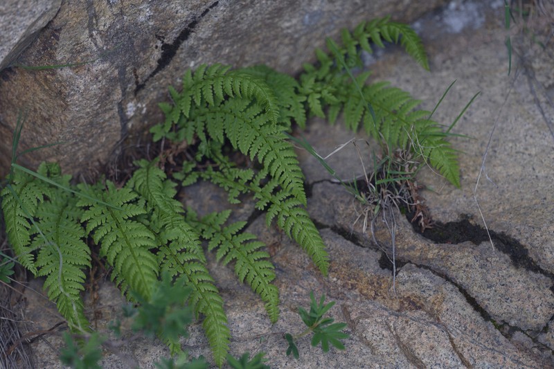 Athyrium fallaciosum photo 7