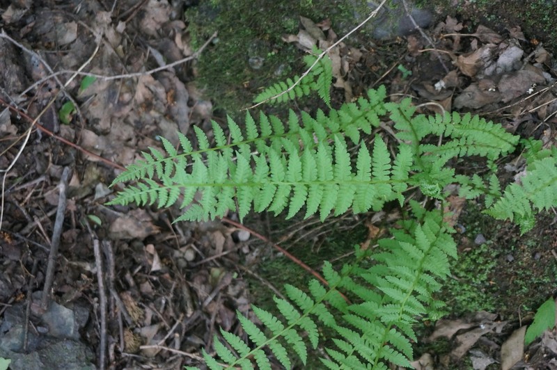 Athyrium fallaciosum photo 8