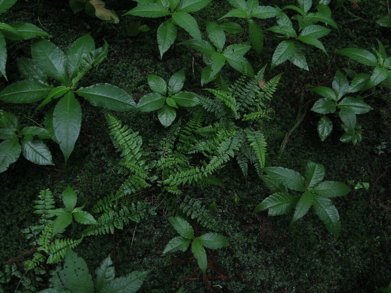 Athyrium fangii
