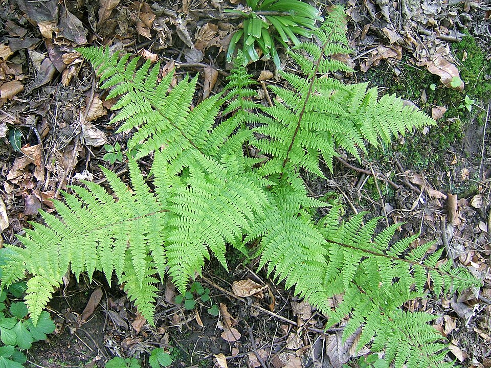 Common Ladyfern