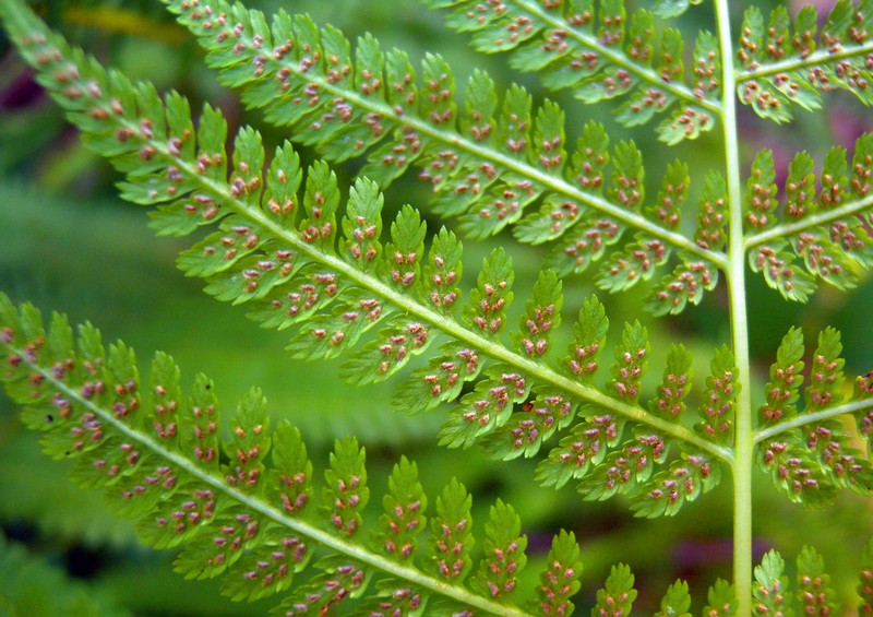 Common Ladyfern photo 3