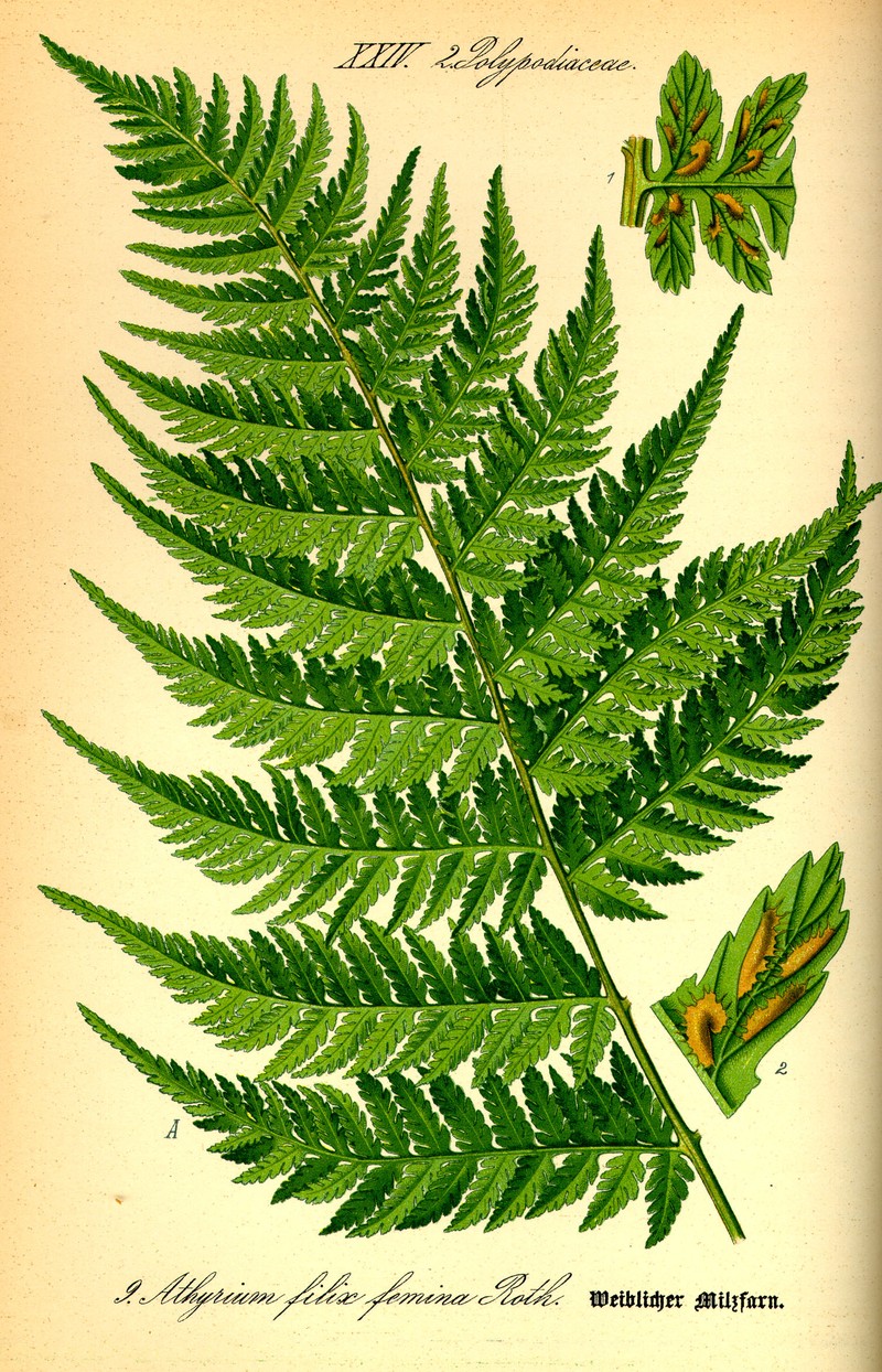 Common Ladyfern photo 4