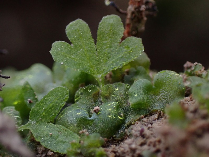 Common Ladyfern photo 5
