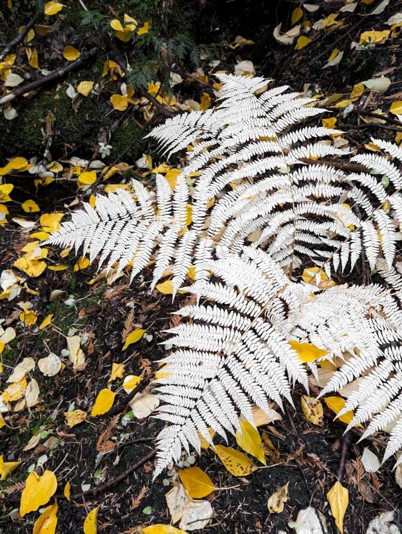 Common Ladyfern photo 6
