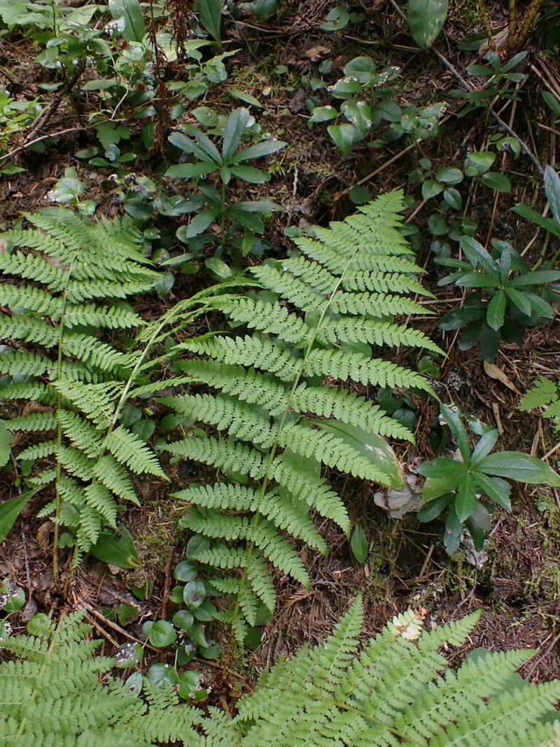 Common Ladyfern photo 7
