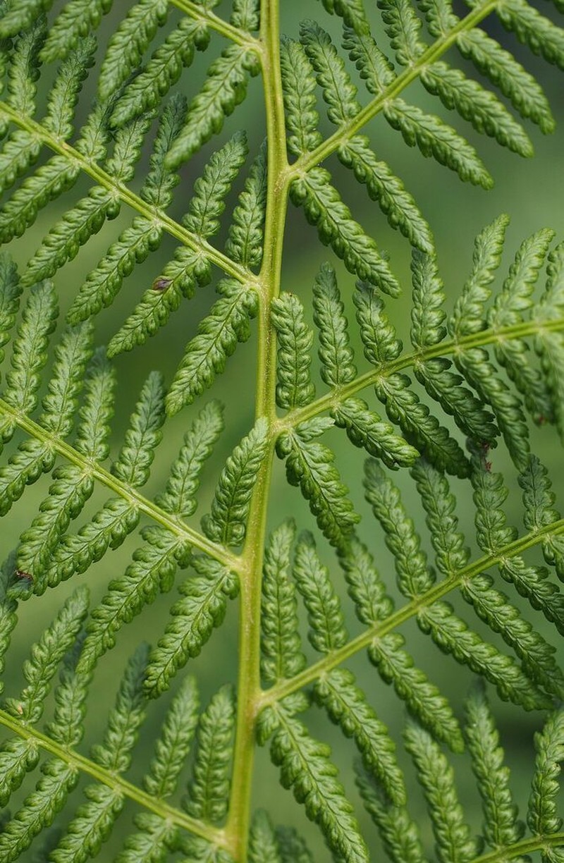 Common Ladyfern photo 8
