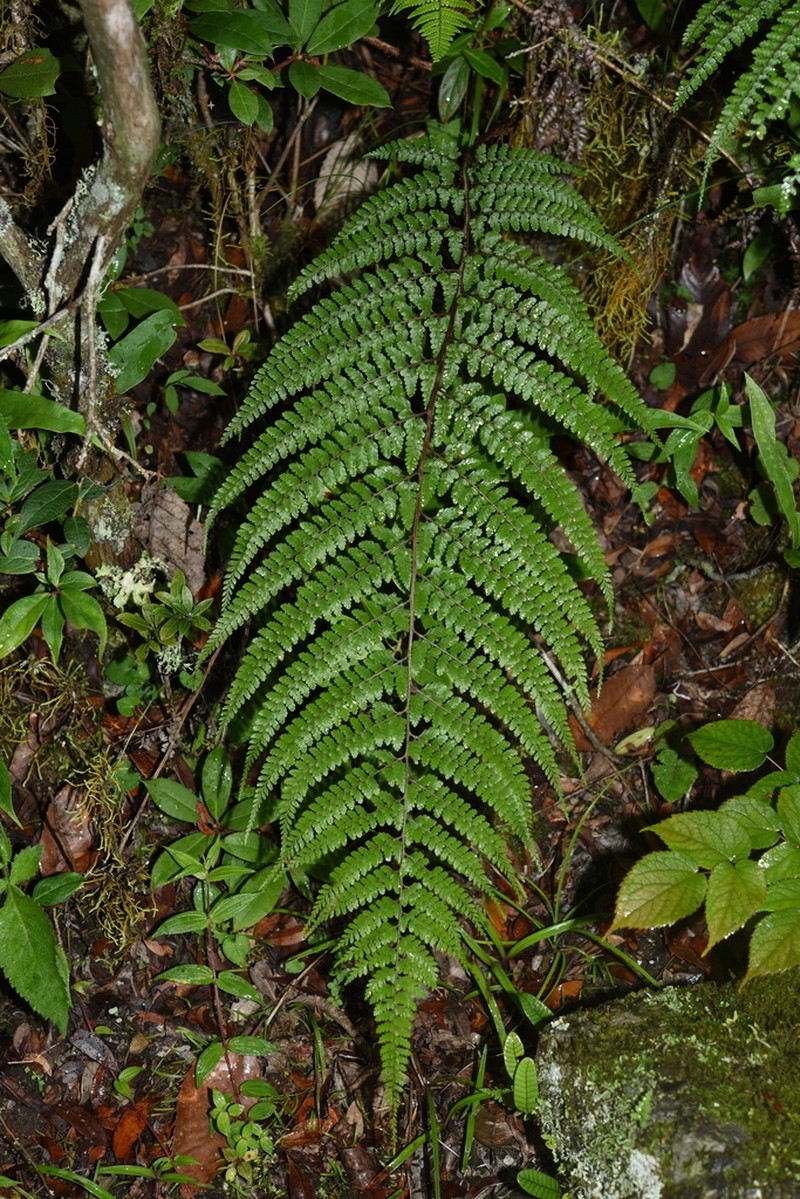 Athyrium fimbriatum