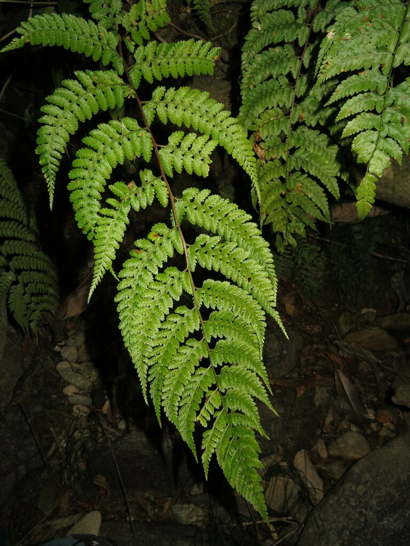 Athyrium fimbriatum photo 2