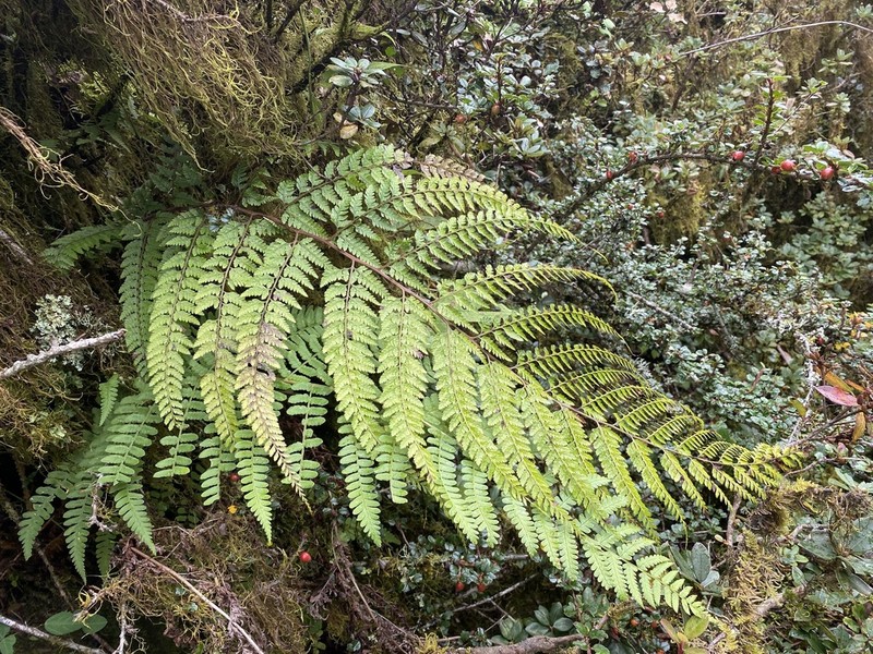 Athyrium fimbriatum photo 3
