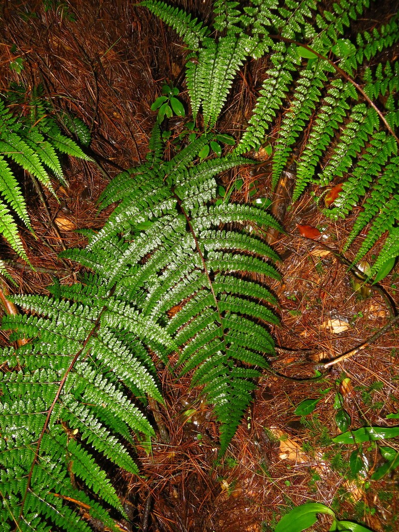 Athyrium fimbriatum photo 4
