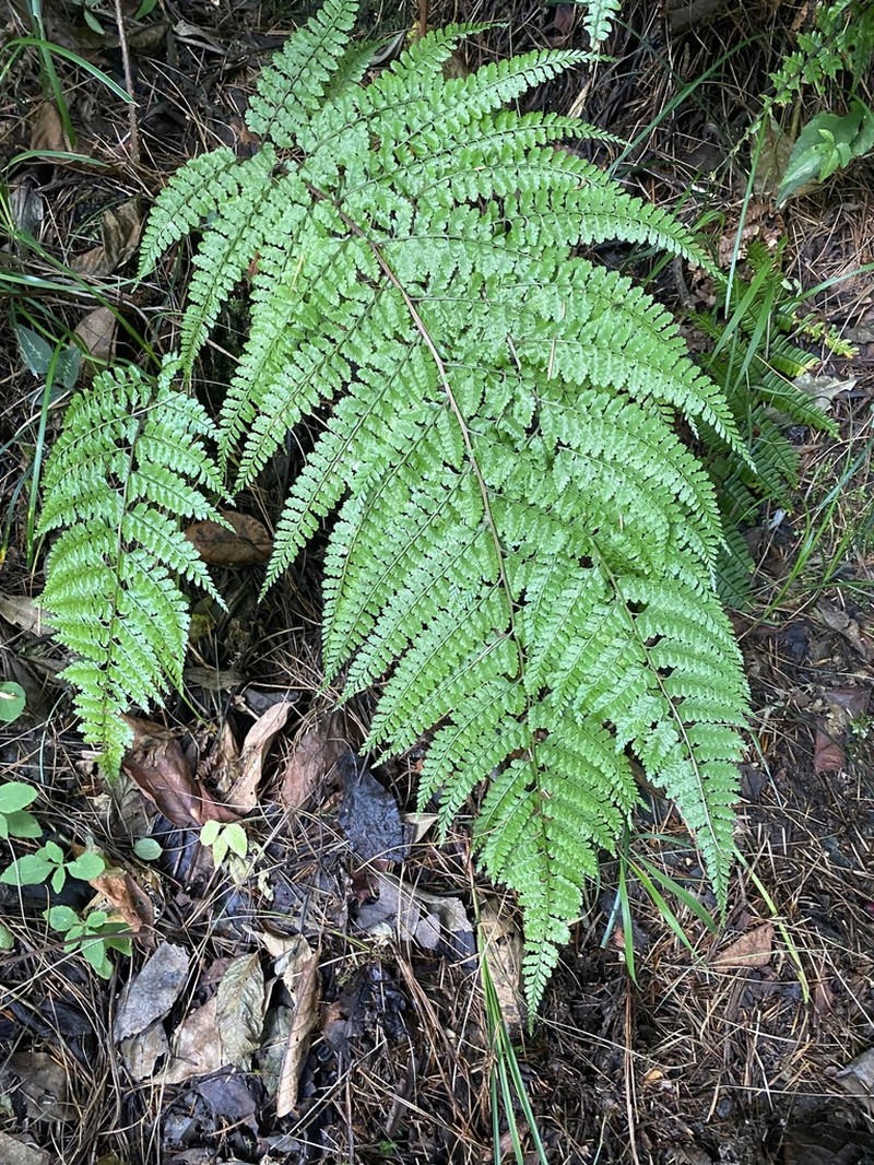 Athyrium fimbriatum photo 5