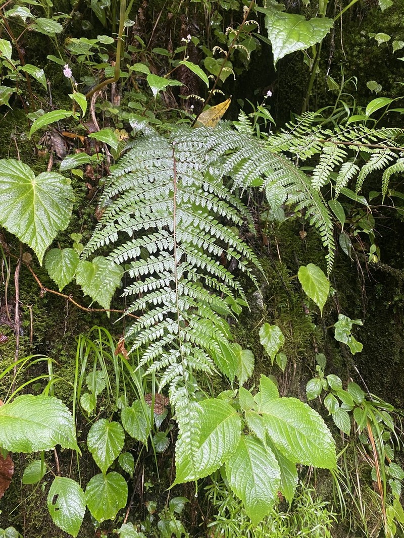 Athyrium fimbriatum photo 6