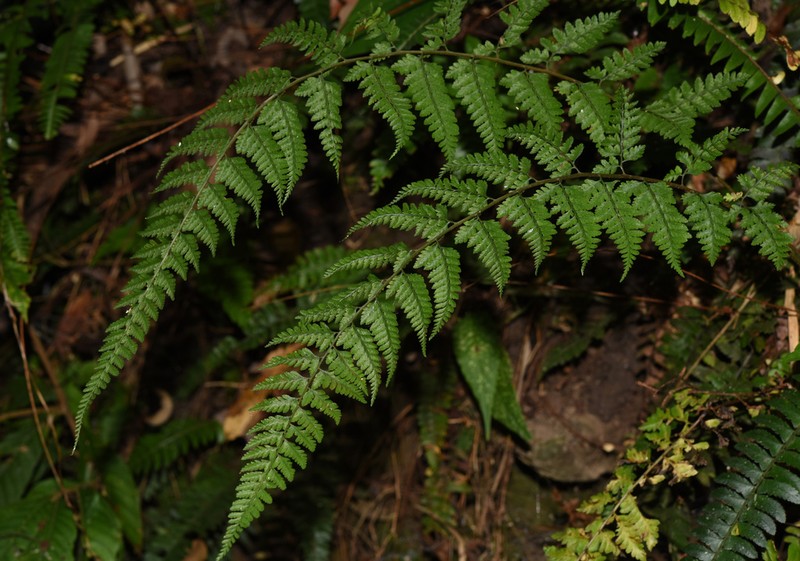 Athyrium fimbriatum photo 7