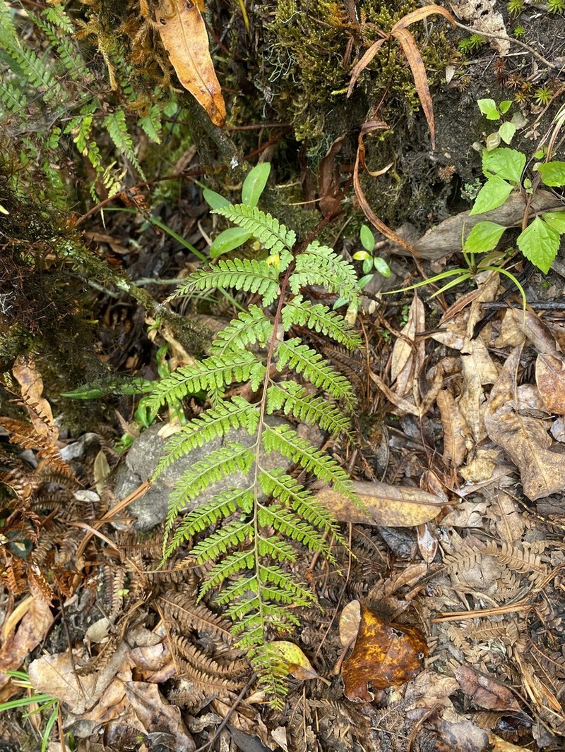 Athyrium fimbriatum photo 8