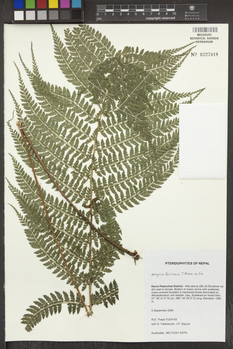 Athyrium foliolosum