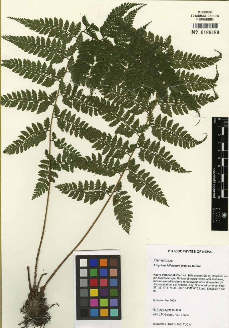 Athyrium foliolosum photo 2
