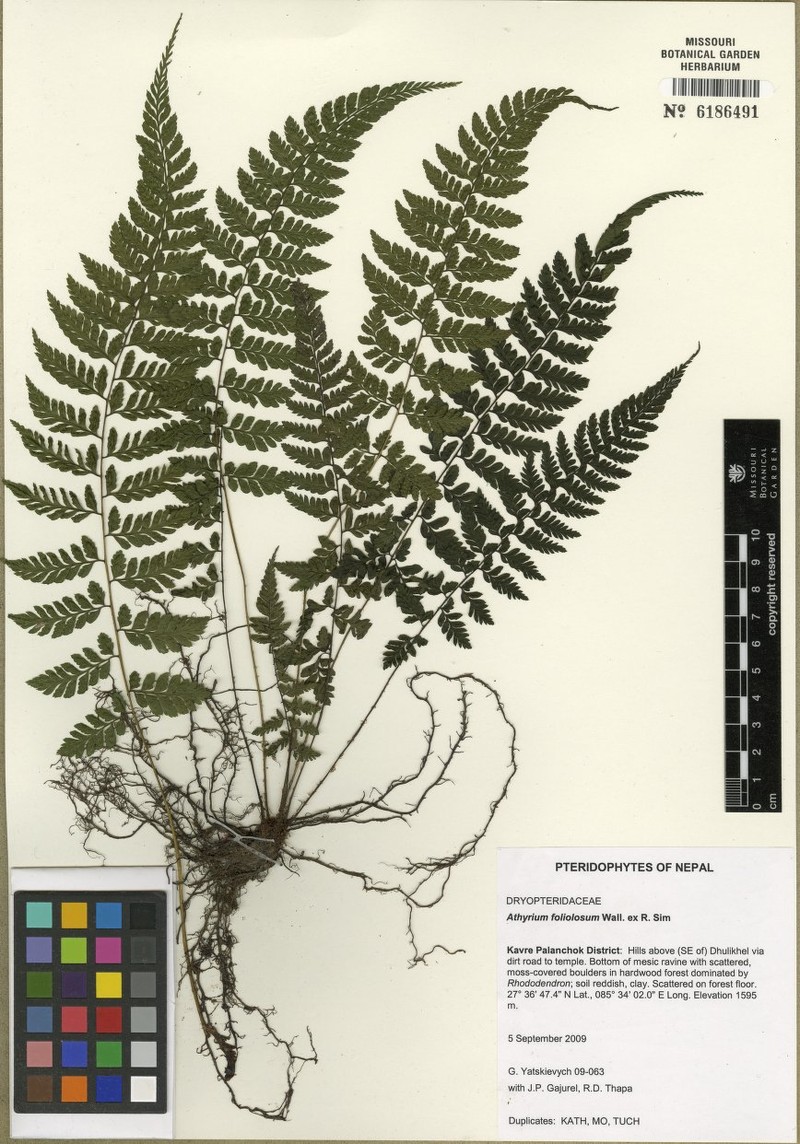 Athyrium foliolosum photo 3