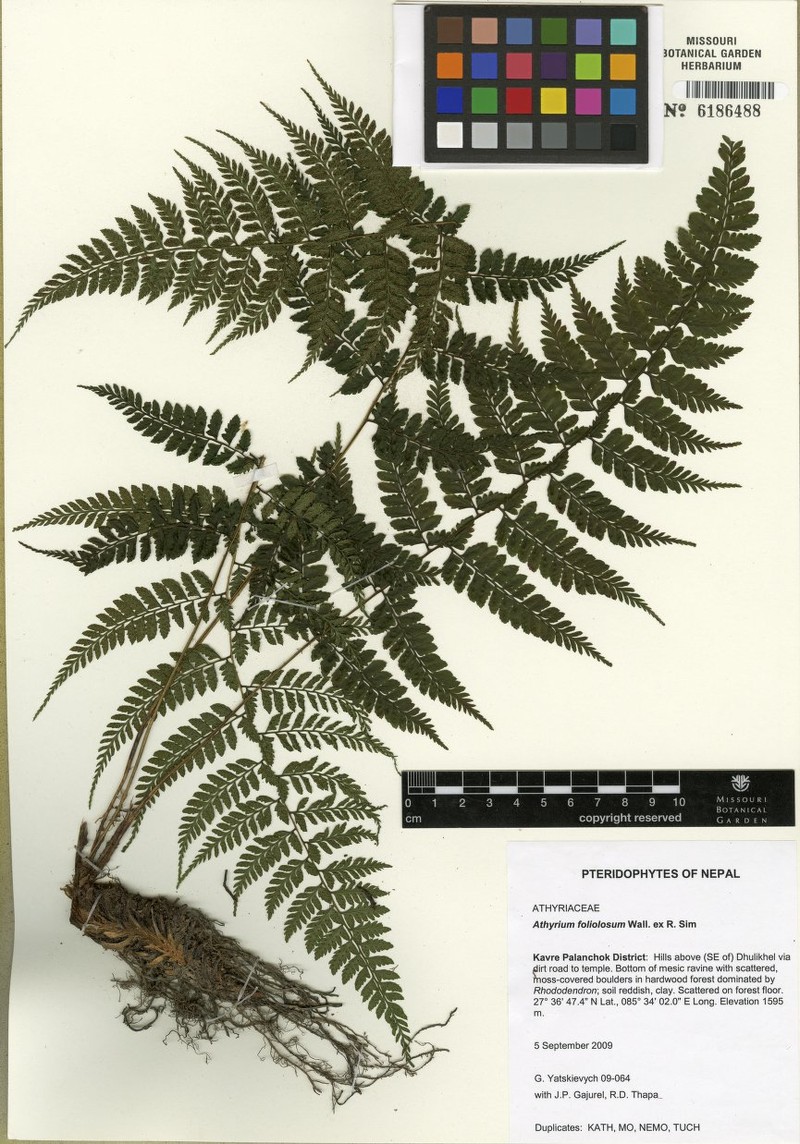 Athyrium foliolosum photo 4