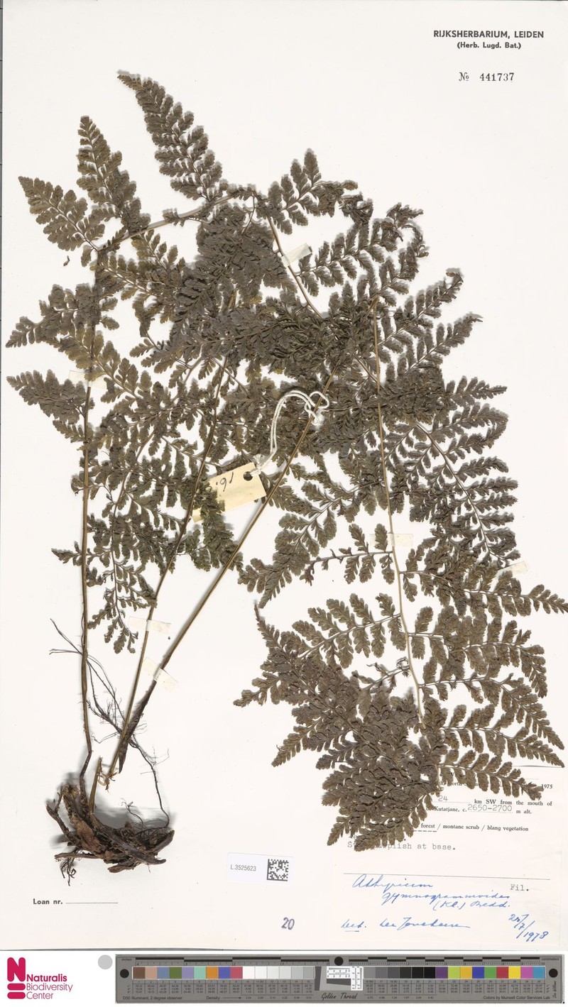 Athyrium gymnogrammoides