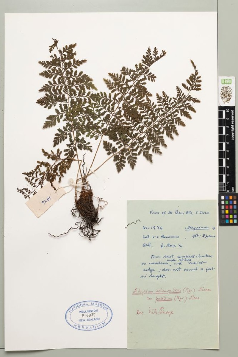 Athyrium gymnogrammoides photo 2