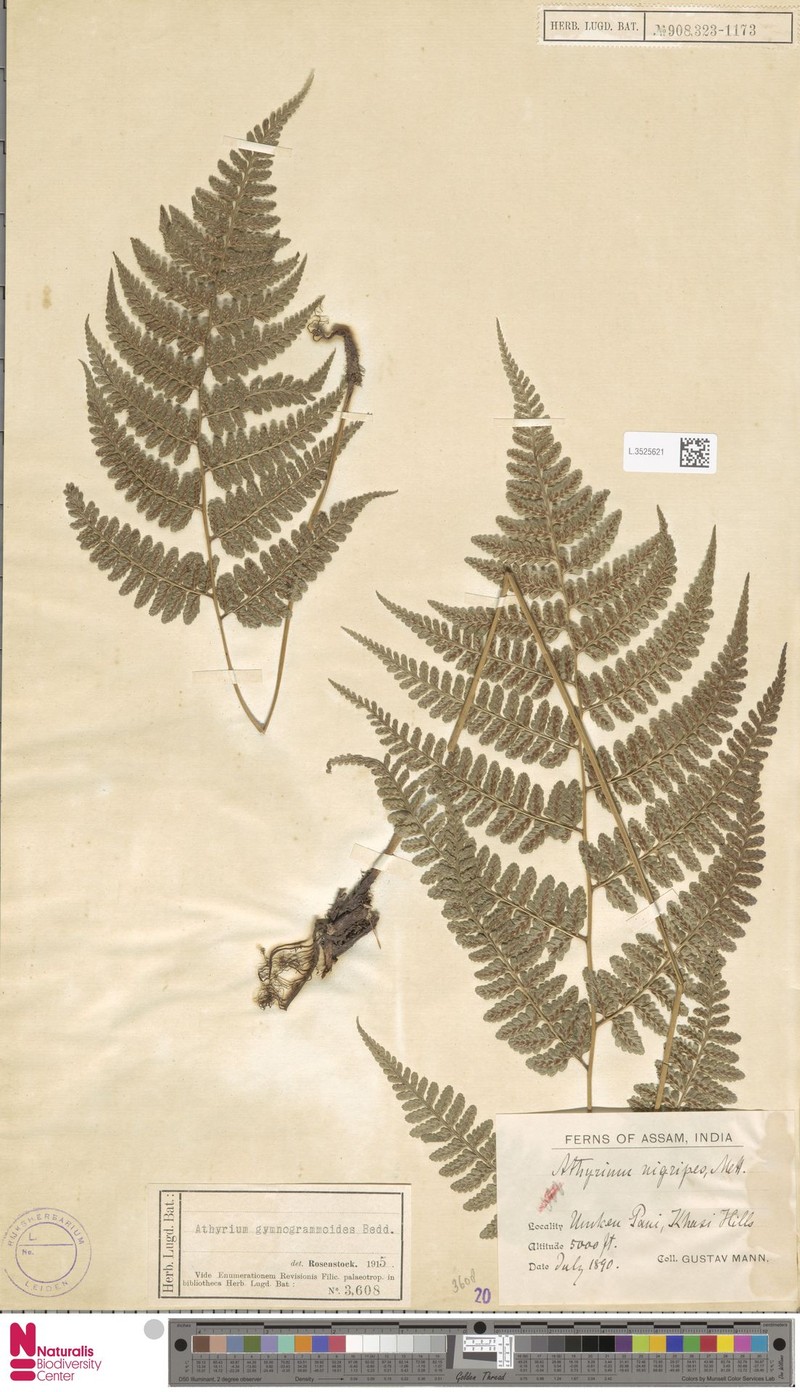 Athyrium gymnogrammoides photo 3