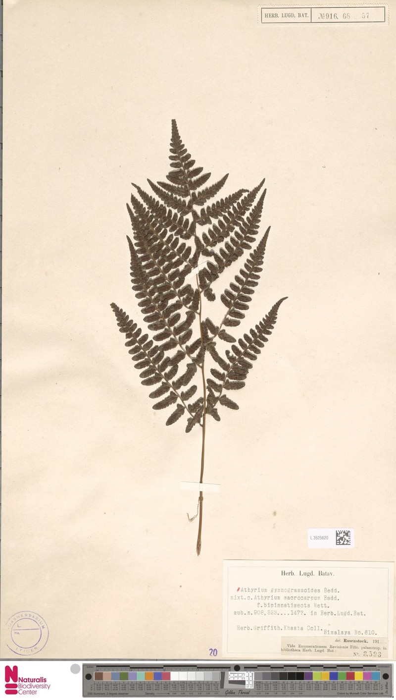 Athyrium gymnogrammoides photo 4