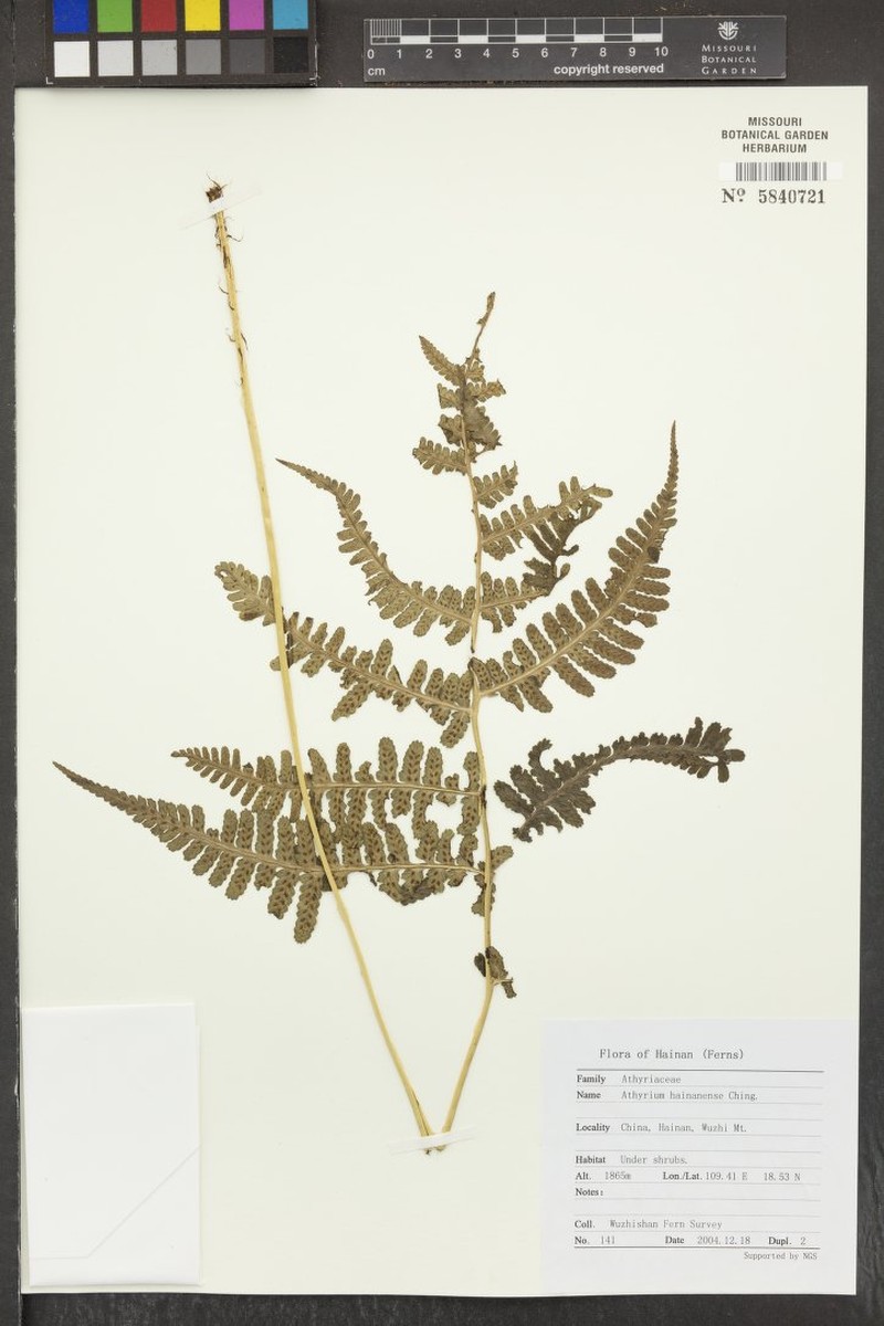 Athyrium hainanense