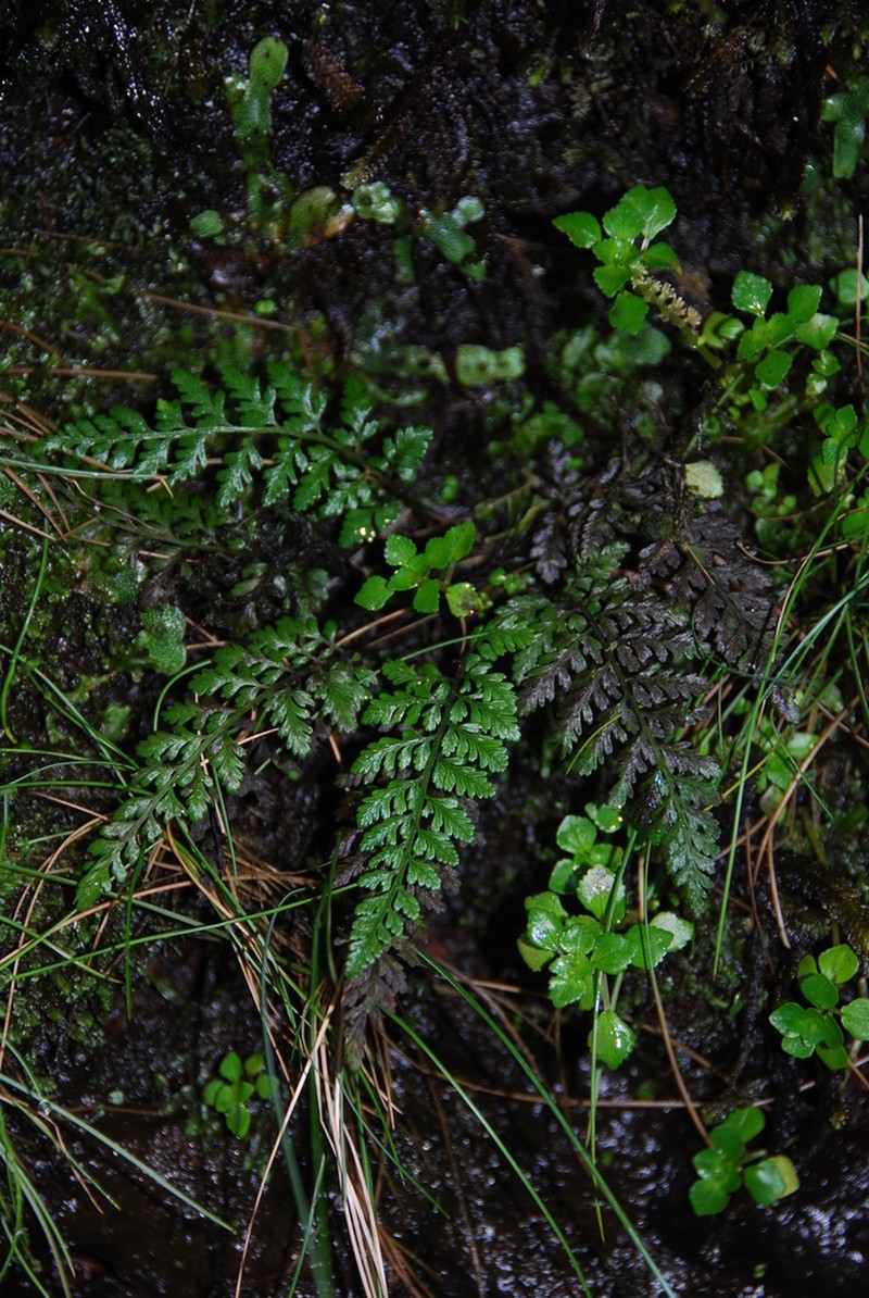 Athyrium haleakalae
