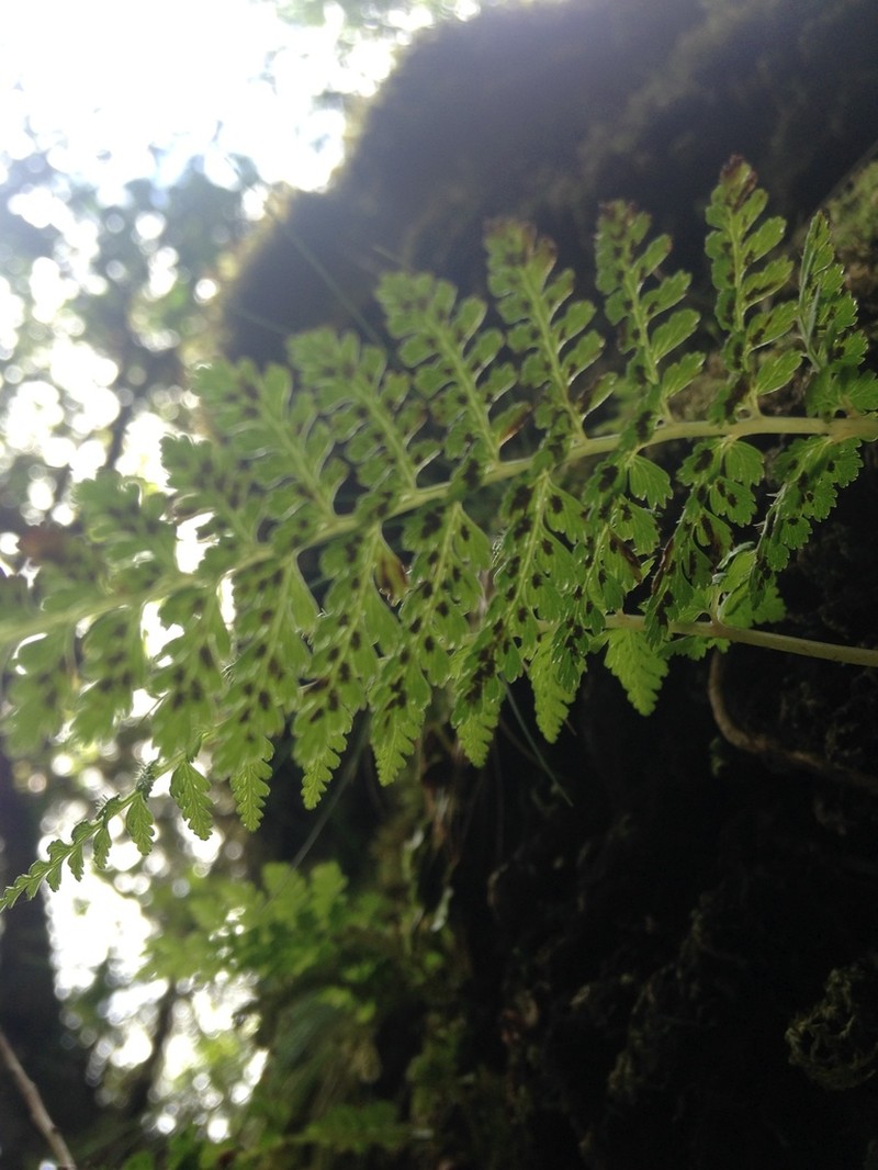 Athyrium haleakalae photo 2