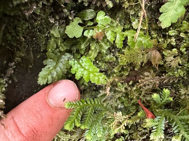 Athyrium haleakalae photo 3
