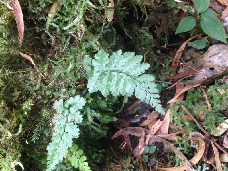 Athyrium haleakalae photo 4