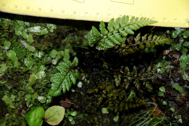 Athyrium haleakalae photo 5