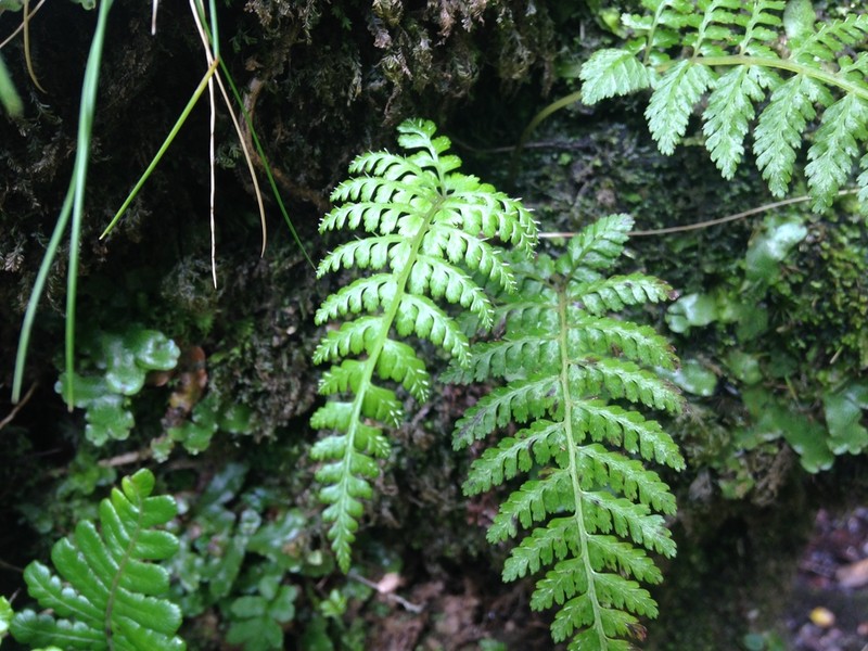 Athyrium haleakalae photo 6